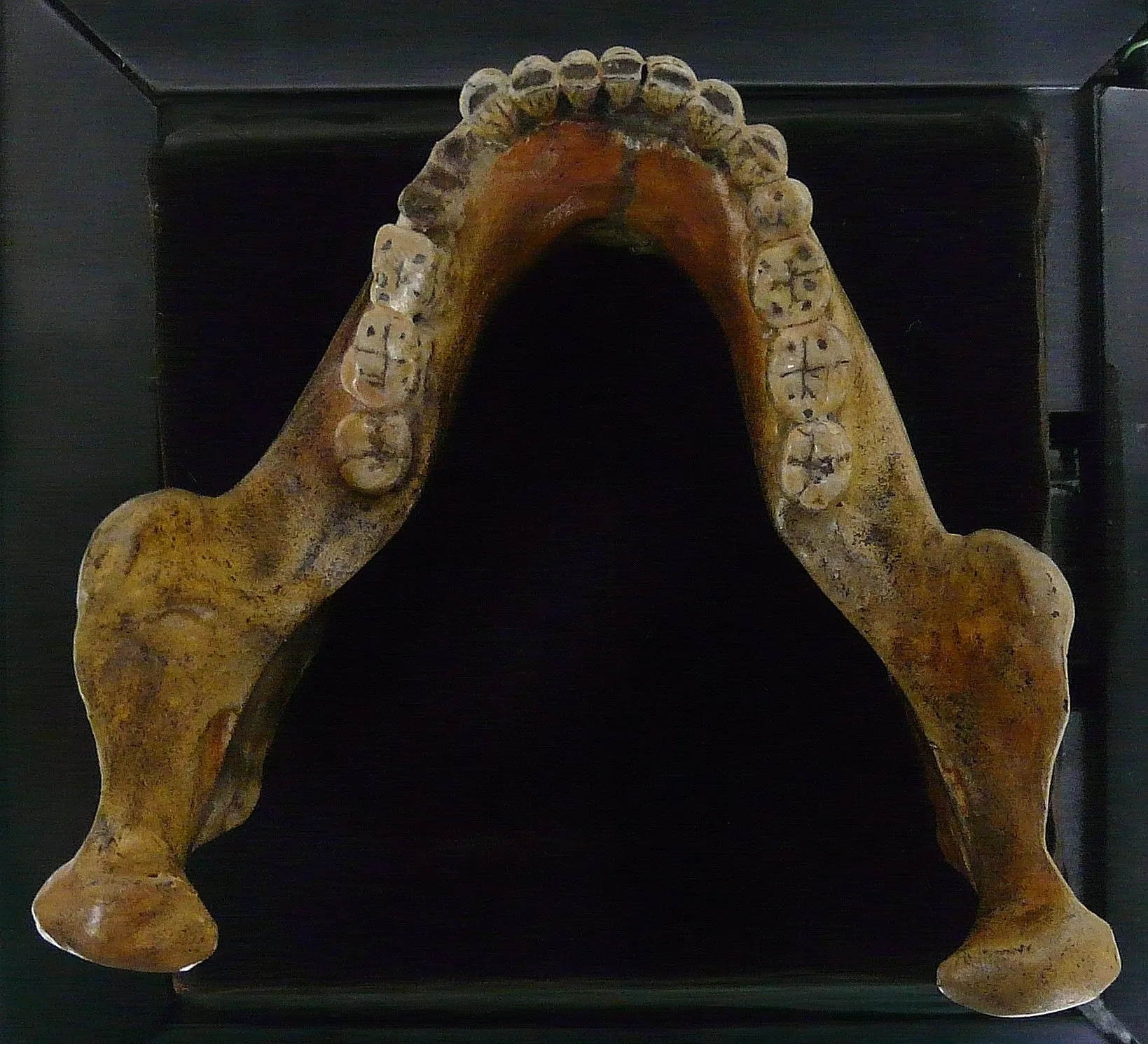 Unterkiefer von Mauer (Homo heidelbergensis), Replika des rund 600.000 Jahre alten Fundes