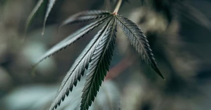 Cannabispflanze im legalen privaten Heimanbau