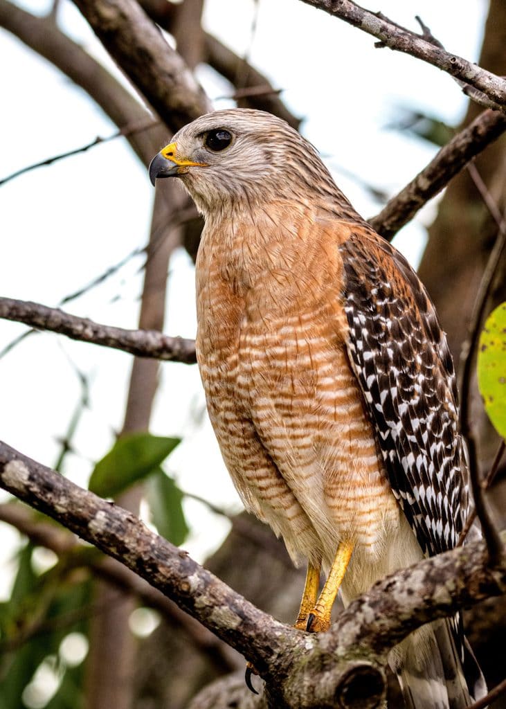 Falcon of Heidelberg falconry sitting in a tree