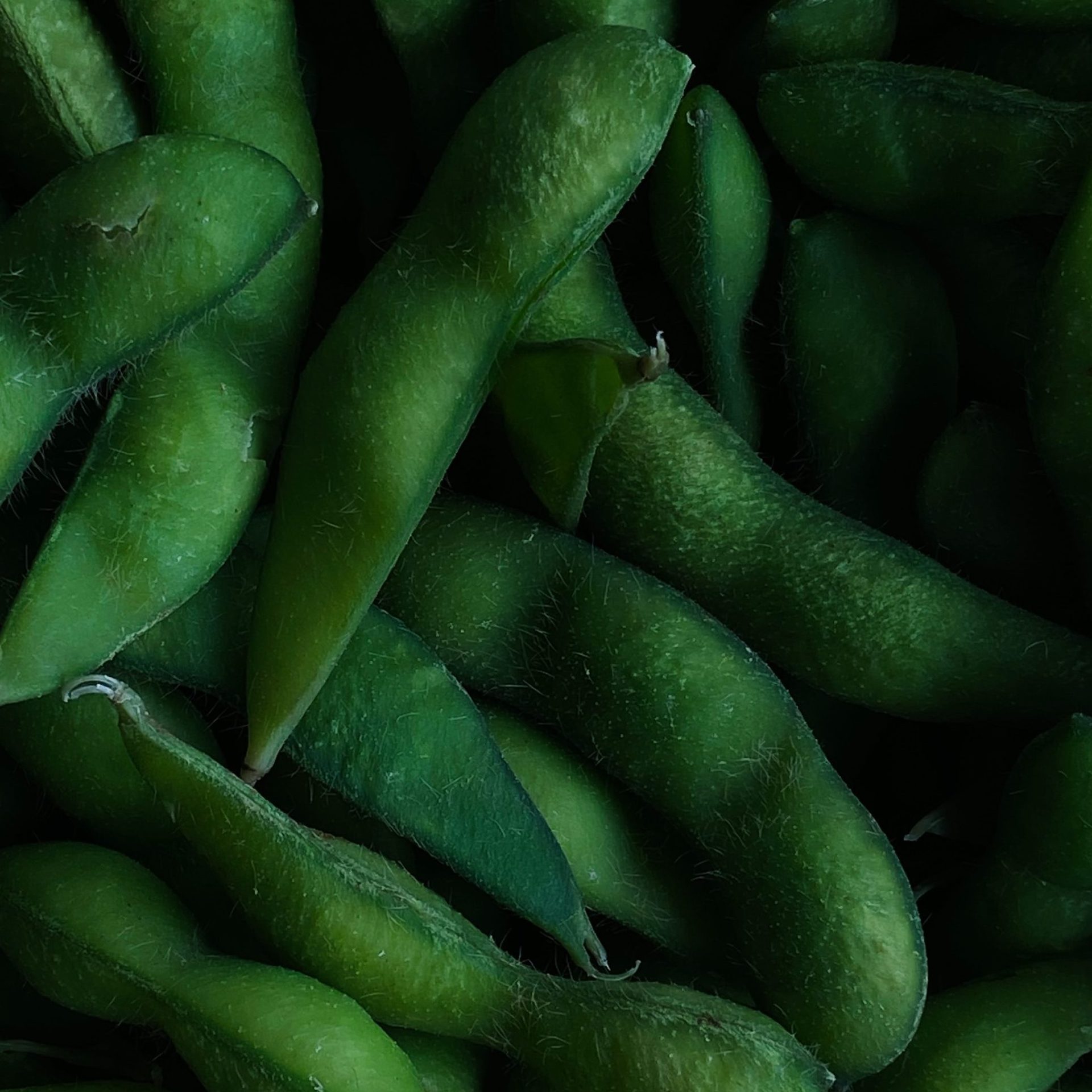 Edamame frisch gekocht, ungesalzen