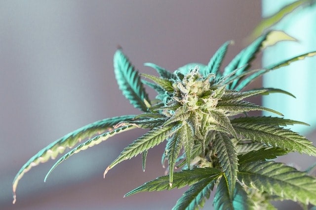 CBD-Erwerb in Apotheken Heidelberg
