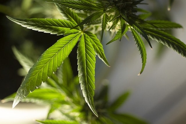 Gemeinschaftlicher Anbau im Cannabis Social Club
