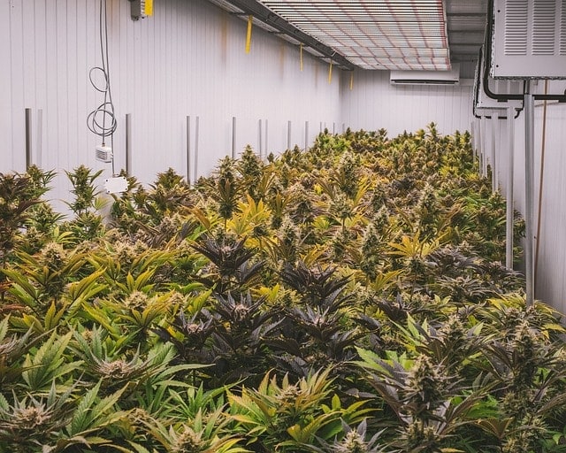 Cannabis Social Club Heidelberg Einrichtung