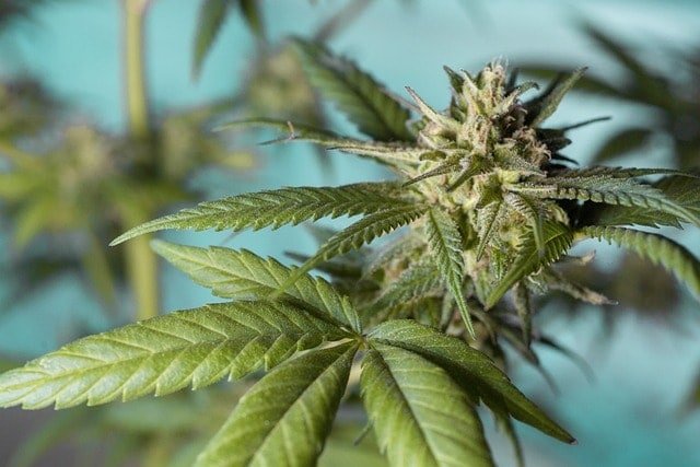 Hochwertige Cannabisblüten aus biologischem Anbau