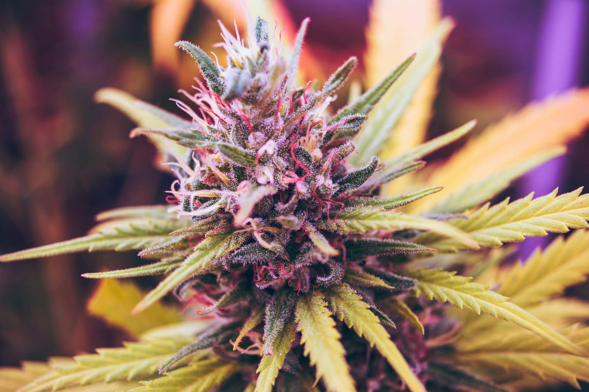 CBD- und Cannabisprodukte in Heidelberg