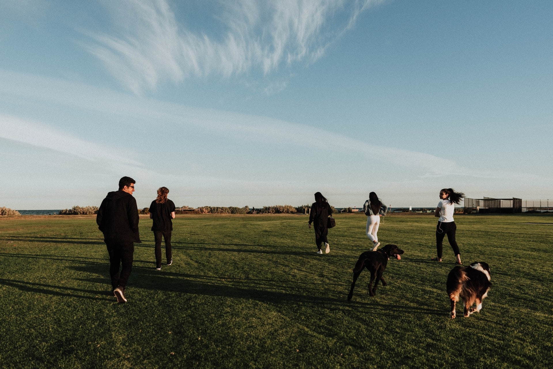 Group dog training class with multiple dogs and trainer