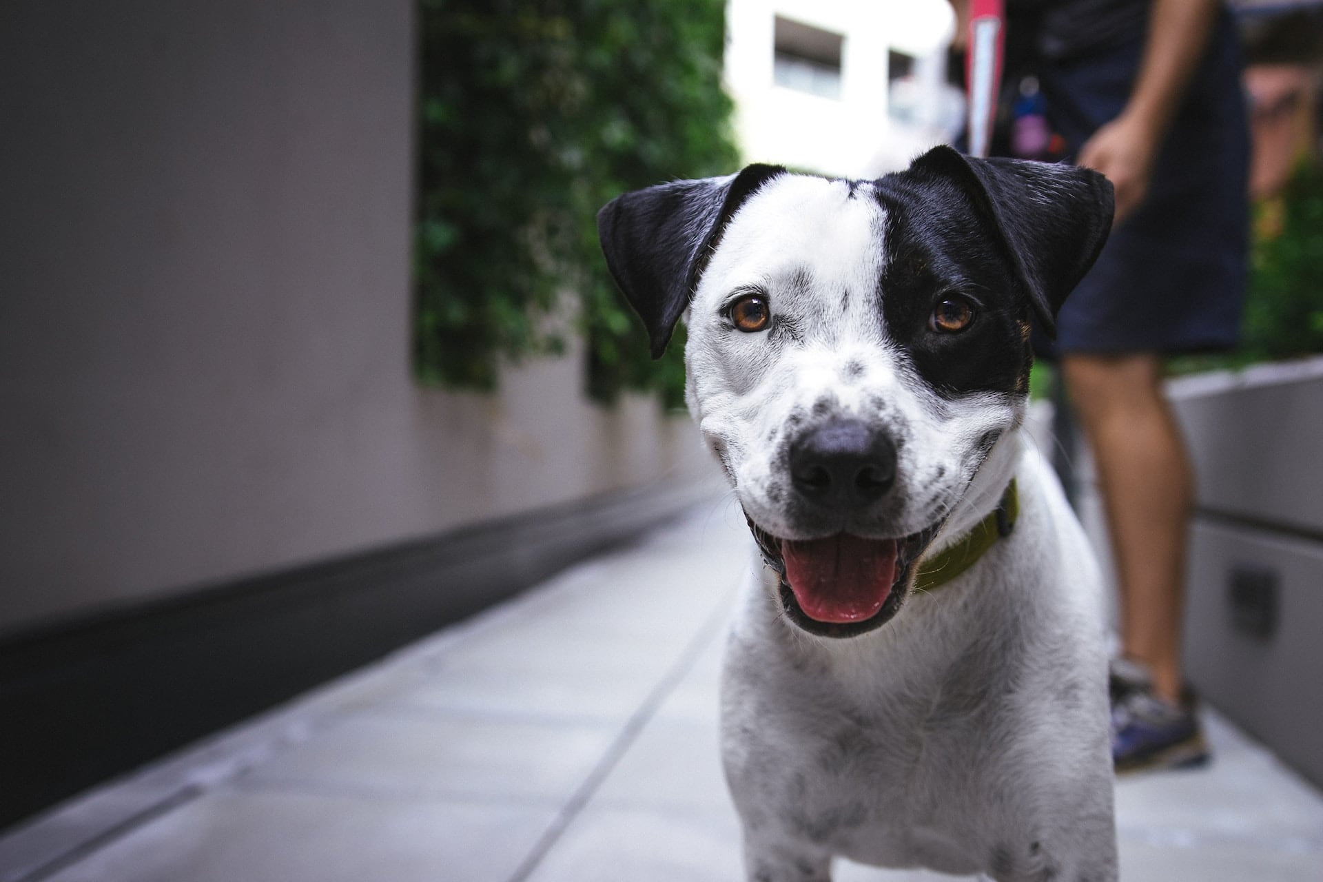 Professional dog trainer working with trained dog in Heidelberg