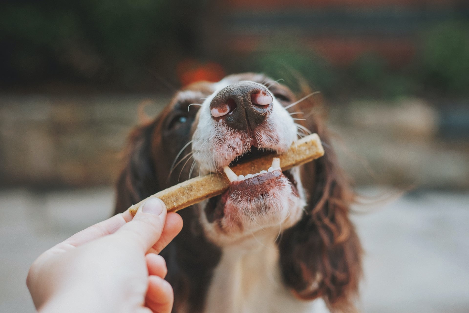 Dog receiving treat reward during positive reinforcement training