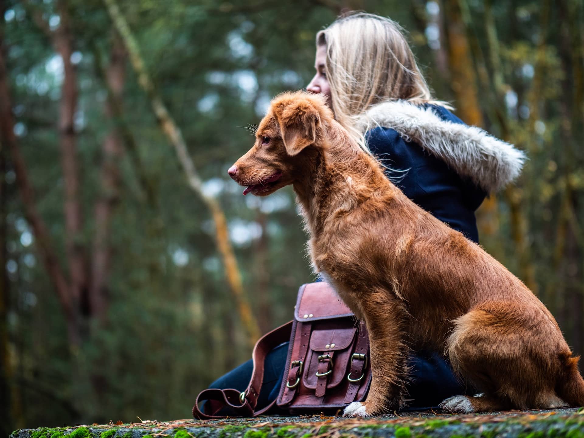 Dog trainer teaching outdoor training session in Heidelberg