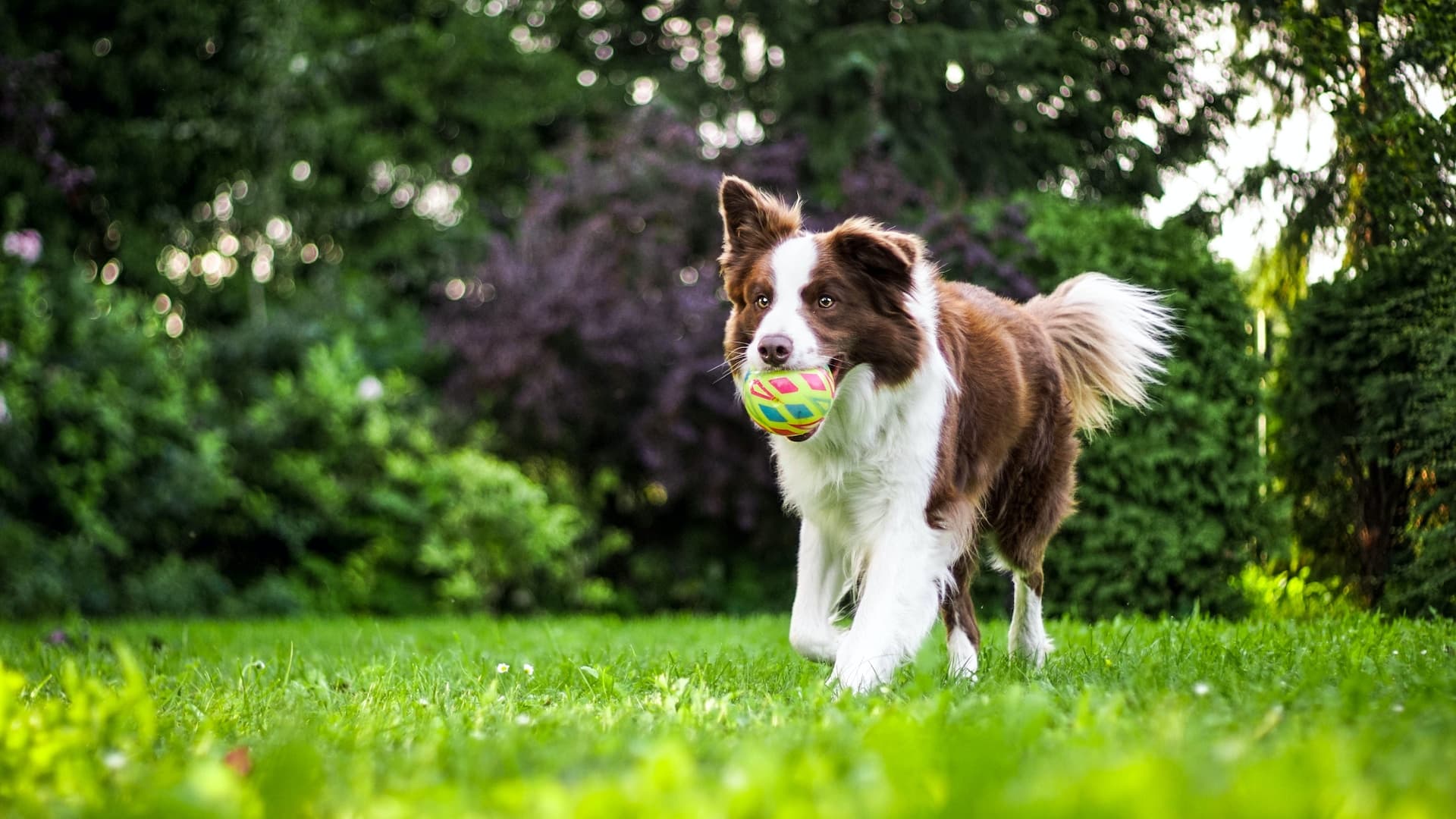 Dog trainer Heidelberg