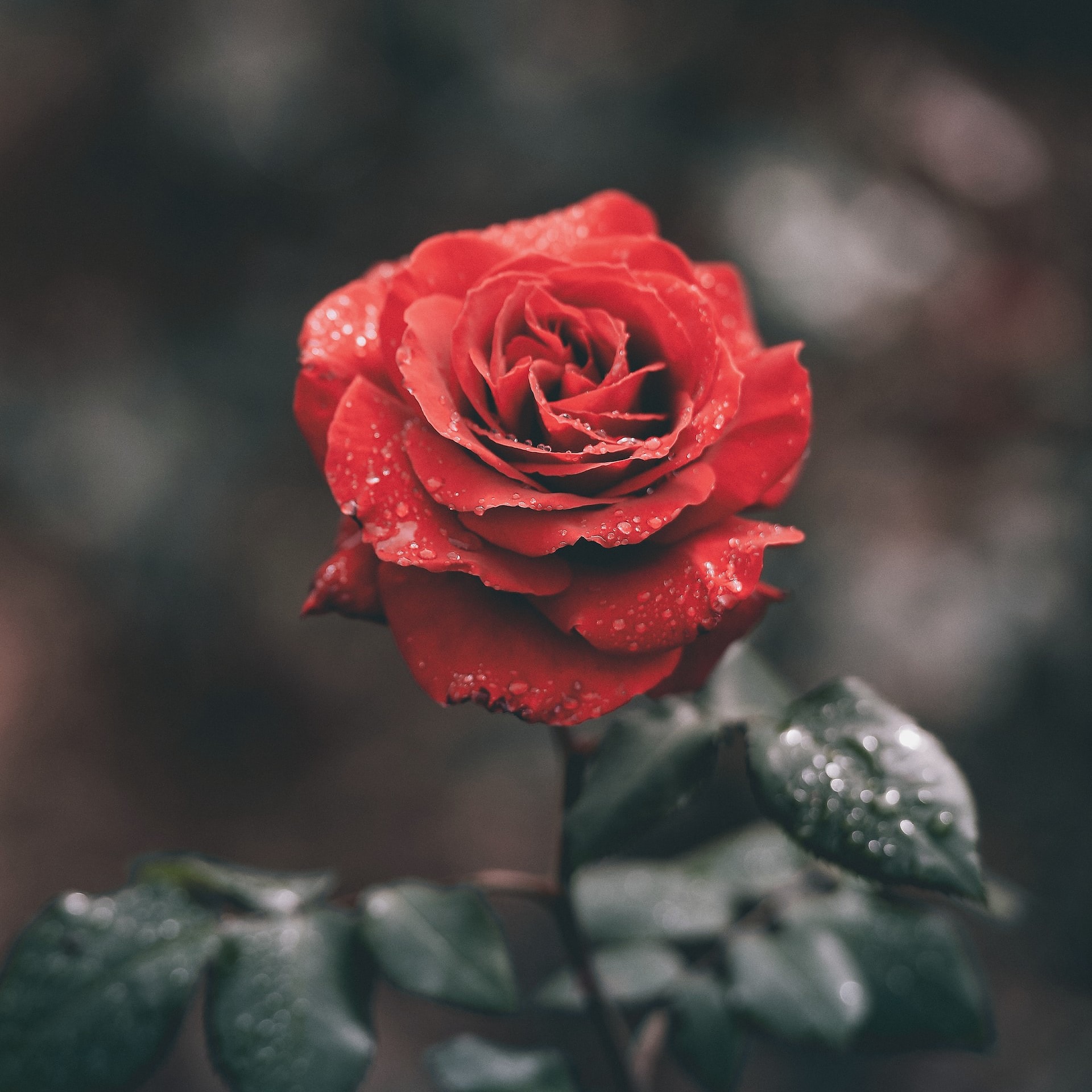 red rose with droplets
