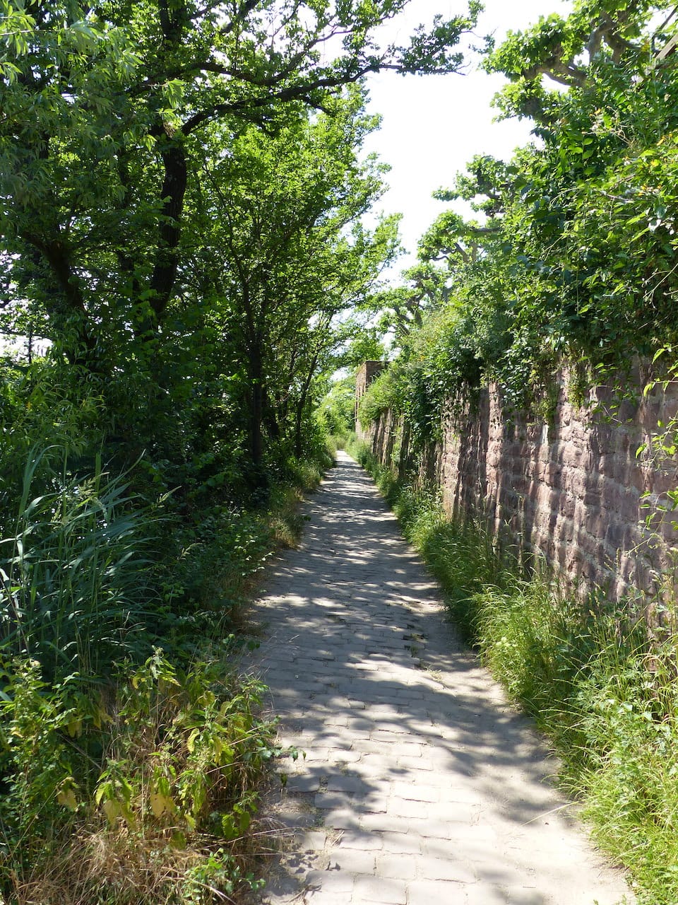 Neckarwiese Heidelberg: Heidelbergs grüne Seele am Neckar