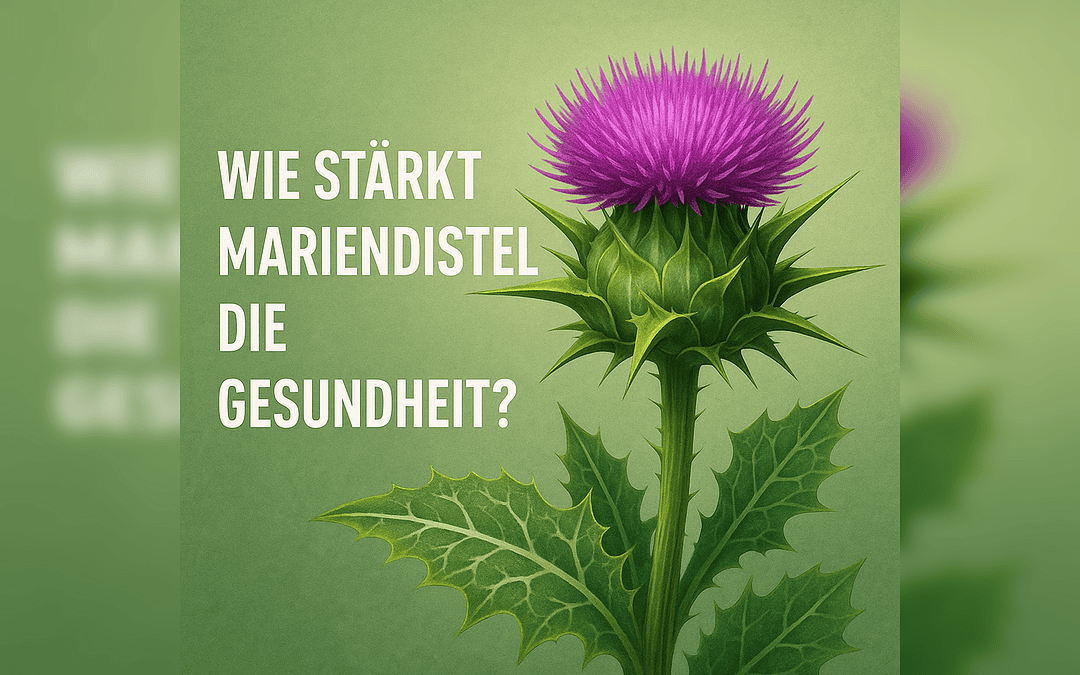 Wie stärkt Mariendistel die Gesundheit?